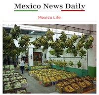 mexico news daily - screenshot